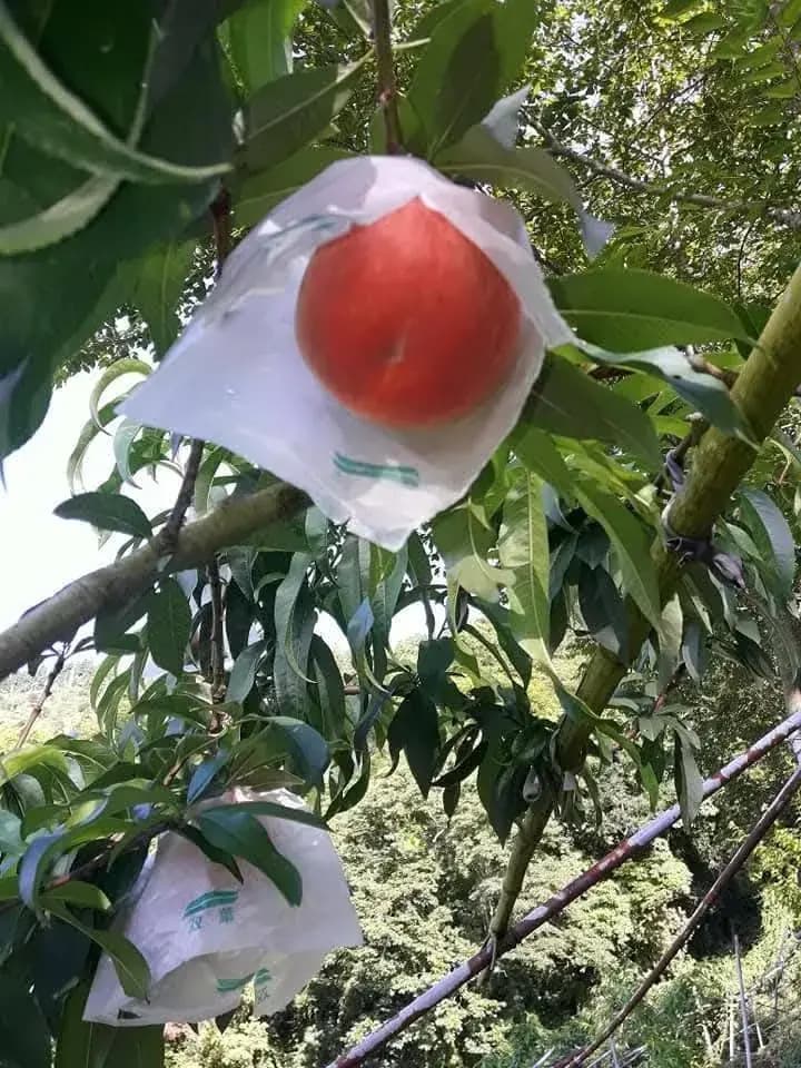 套袋保護中的高山水蜜桃,紙袋擋病蟲害與日灼