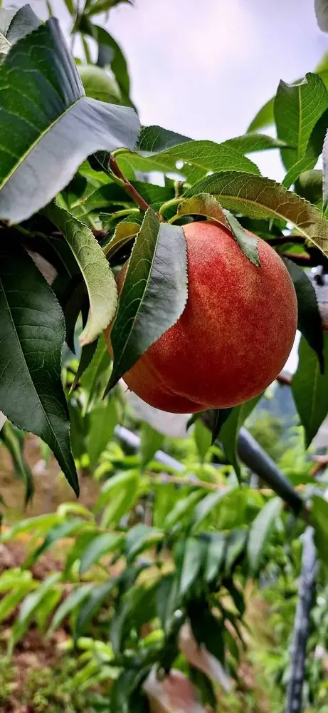 樹上熟成的拉拉山水蜜桃,表面絨毛完整